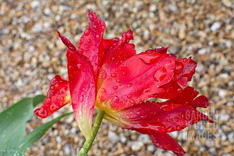 RAINDROPS_ON_A_RED_TULIP