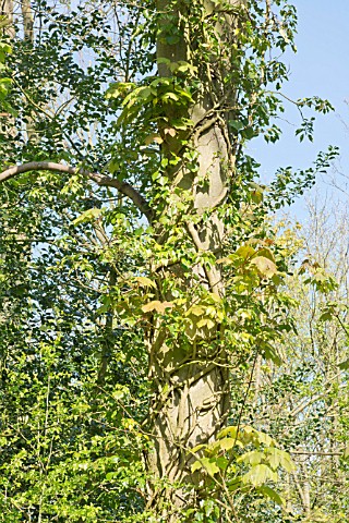 HEDERA_HELIX_AND_ACER_PSEUDOPLATANUS_IVY_ENTWINING_A_SYCAMORE_TREE