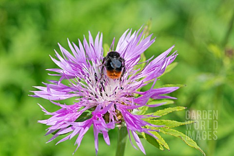 REDTAILED_BUMBLE_BEE_ON_A_CENTAUREA_FLOWER