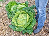 LARGE SAVOY CABBAGES