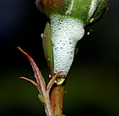 CUCKOO SPIT PRODUCED BY FROGHOPPER NYMPH WITH A ROSE APHID