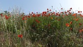 PAPAVER RHOEAS, RED FIELD POPPIES IN A ROW AT THE EDGE OF A FIELD