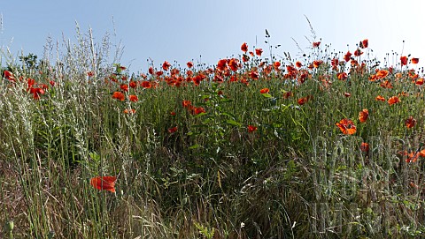 PAPAVER_RHOEAS_RED_FIELD_POPPIES_IN_A_ROW_AT_THE_EDGE_OF_A_FIELD