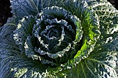 BRASSICA OLERACEA, SAVOY CABBAGE, FROST IN JANUARY