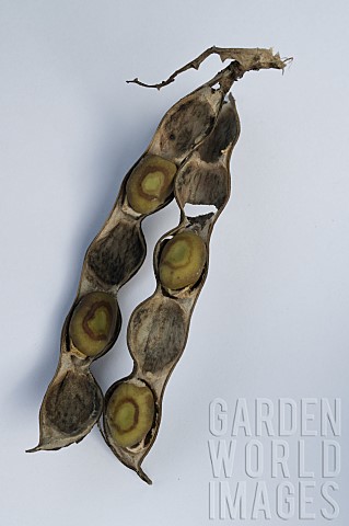 BOTRYTIS_FABAE__CHOCOLATE_SPOT_ON_BROAD_BEANS