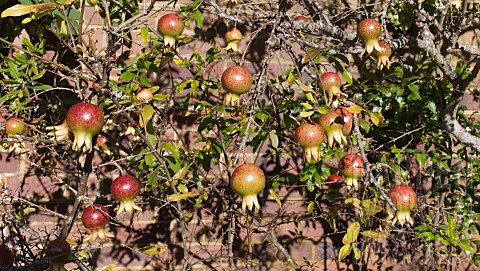 PUNICA_GRANATUM_POMEGRANATE_GROWING_AGAINST_A_RED_BRICK_WALL