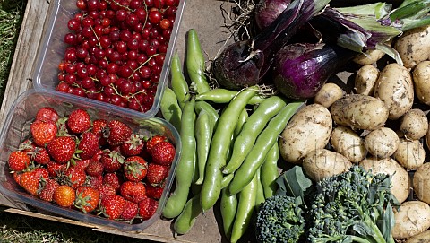 BOX_OF_FRESHLY_HARVESTED_ORGANIC_FRUIT_AND_VEGETABLES