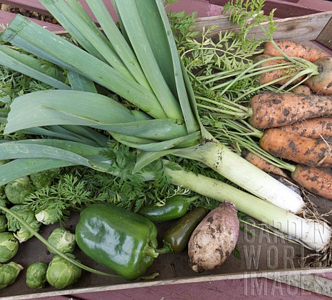 FRESHLY_HARVESTED_ORGANIC_VEGETABLES_BRUSSELS_SPROUTS_CARROTS_CHILLI_PEPPERS_LEEKS_SWEDE_SWEET_PEPPE