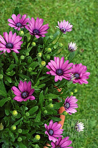 http://www.gardenworldimages.com/ImageThumbs/SCH407/3/SCH407_OSTEOSPERMUM_DARK_MARTHA__CLOSE_UP.jpg