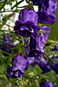 CAMPANULA MEDIUM,  CANTERBURY BELL,  SINGLE AND DOUBLE FLOWERS ON SAME PLANT