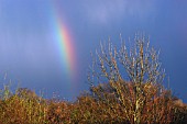 FRAXINUS EXCELSIOR,  COMMON ASH IN WINTER,  WITH RAINBOW