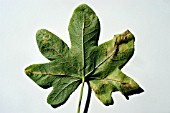 HOLLYHOCK RUST,  FUNGAL INFECTION ON LOWER LEAF SURFACE