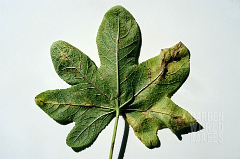 HOLLYHOCK_RUST__FUNGAL_INFECTION_ON_LOWER_LEAF_SURFACE