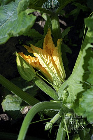 COURGETTE_AND_ZUCCHINI_WITH_FLOWER