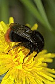 RED-TAILED BUMBLEBEE ON DANDELION