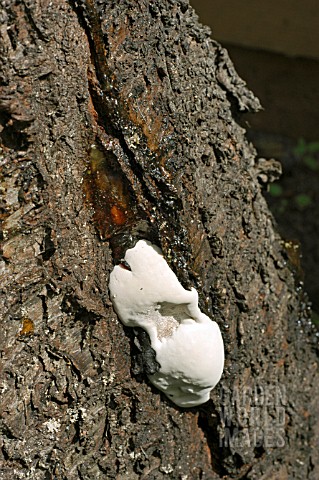 SCH654_FUNGUS_FROM_EXUDING_RESIN_TO_DAMAGE_CHERRY_TREE.jpg