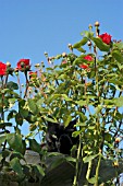 BLACK CAT AMONGST ROSE PAULS SCARLET