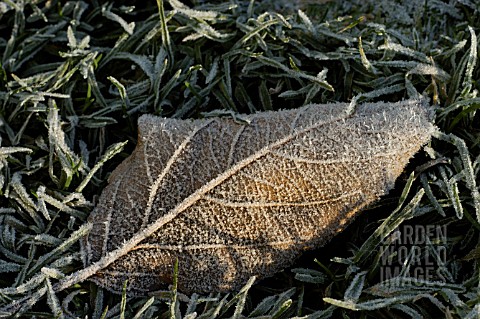 FROST_ON_APPLE_LEAF_ON_GRASS