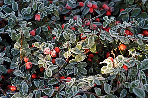 FROST_ON_COTONEASTER_HORIZONTALIS_FISH_BONE_COTONEASTER