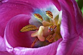 INSIDE PINK TULIP,  SHOWING STAMENS AND STIGMA