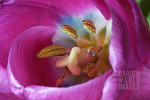 INSIDE_PINK_TULIP__SHOWING_STAMENS_AND_STIGMA