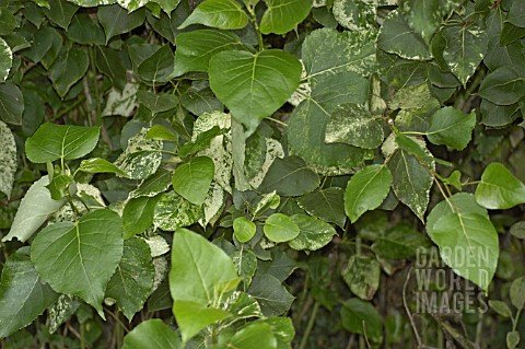 Populus Candicans Aurora