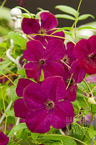 CLEMATIS_VITICELLA_ROYAL_VELOURS