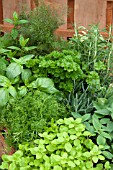 MIXED HERBS - MINT,  PARSLEY, ROSEMARY, BASIL, FENNEL, CAMOMILE AND LAVENDER