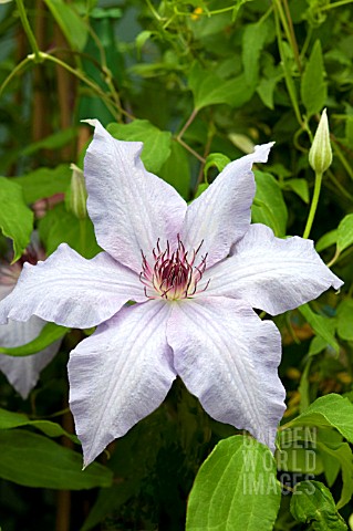 CLEMATIS_THE_FIRST_LADY