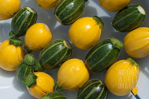 COURGETTES_SUMMER_BALL_AND_SUMMER_PICCOLO