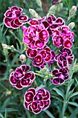 DIANTHUS HARDY TROPICAL BUTTERFLY