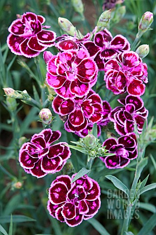 DIANTHUS_HARDY_TROPICAL_BUTTERFLY