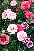 DIANTHUS MIXED