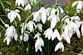 GALANTHUS ANGELSEY ABBEY