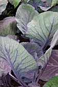 CABBAGE RED POINTED