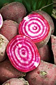 BEETROOT CHIOGGIA PINK