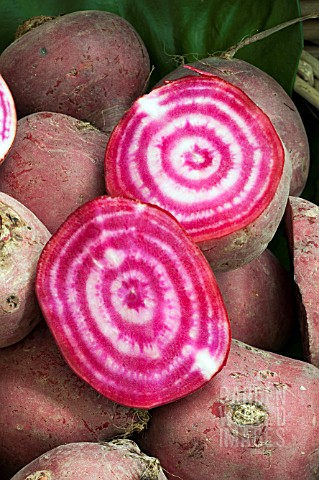 BEETROOT_CHIOGGIA_PINK