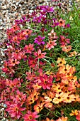 COREOPSIS PUNCH MIXED
