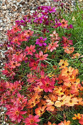 COREOPSIS_PUNCH_MIXED