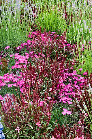 GAURA_SURROUNDED_WITH_PINKS_AND_LAVANDULA