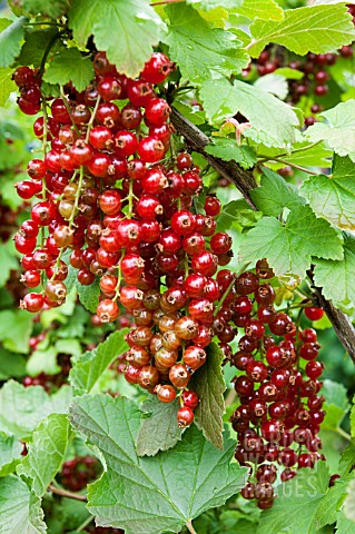 RED_CURRANTS