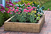 RAISED BED WITH DIANTHUS AND VEGETABLES
