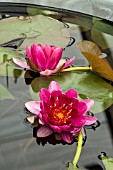 NYMPHAEA PERRYS BABY RED