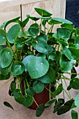 PILEA PEPEROMIOIDES AGM