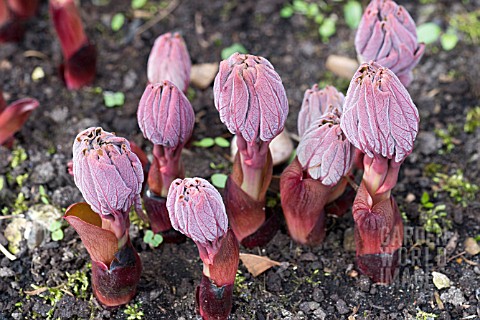 PAEONIA_MLOKOSEWITSCHII_AGM_NEW_SPRING_GROWTH