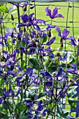 CLEMATIS BLUE PIROUETTE ON WIRE FENCING