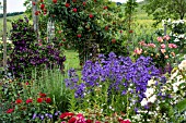 PERENNIAL GARDEN WITH CLEMATIS AND ROSES