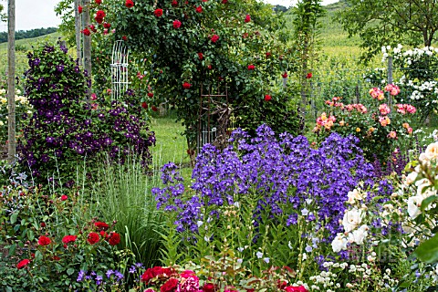 PERENNIAL_GARDEN_WITH_CLEMATIS_AND_ROSES