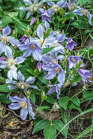 CLEMATIS_STAR_RIVER