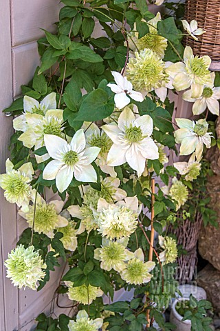 CLEMATIS_FLORIDA_VAR_FLOREPLENO_GROWING_IN_A_CONTAINER